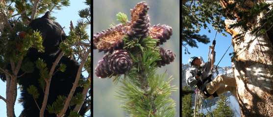 Greater Yellowstone Whitebark Pine Committee—Ennis, Montana