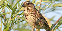 Picture of a Song Sparrow