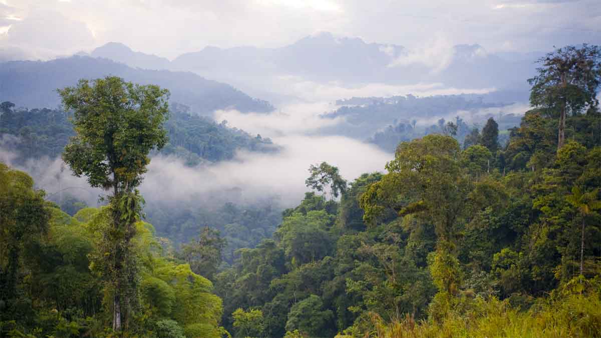 Rain Forest Panorama