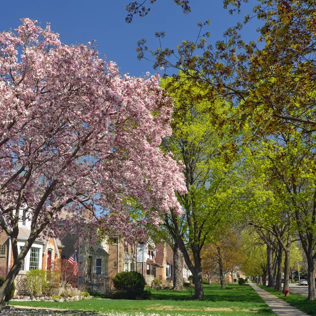 tree-lined neighborhood homes and sidewalk.