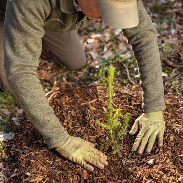 tree planter spreading mulch around base of seedling.