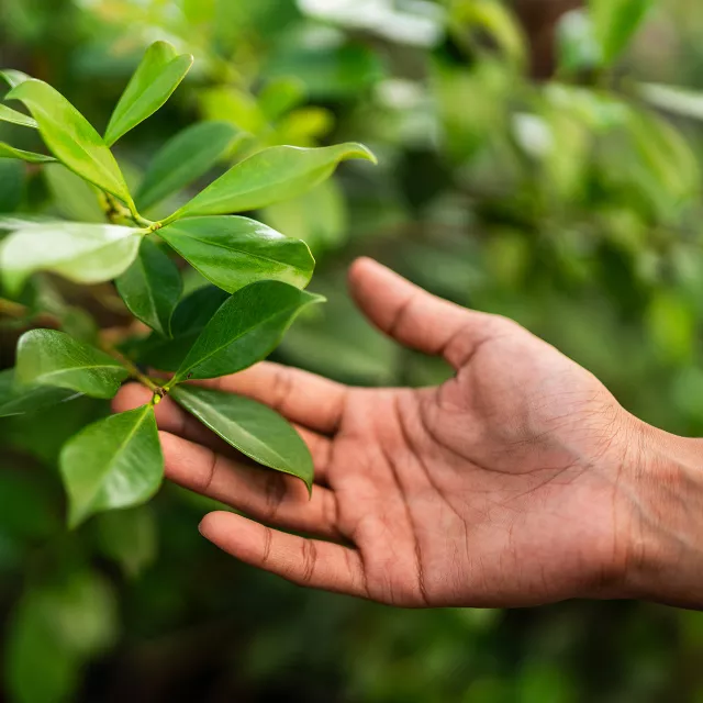 hand examining green leaves of a tree.