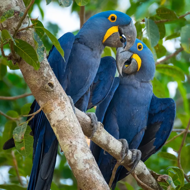 Two vibrant hyacinth macaws perched on a tree branch, against a lush backdrop.