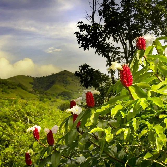 A tropical forest scene with colorful flowers, highlighting the vibrant ecosystem and serene atmosphere.