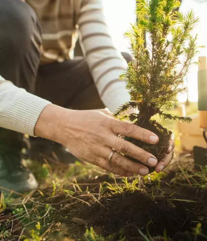 planting a tree