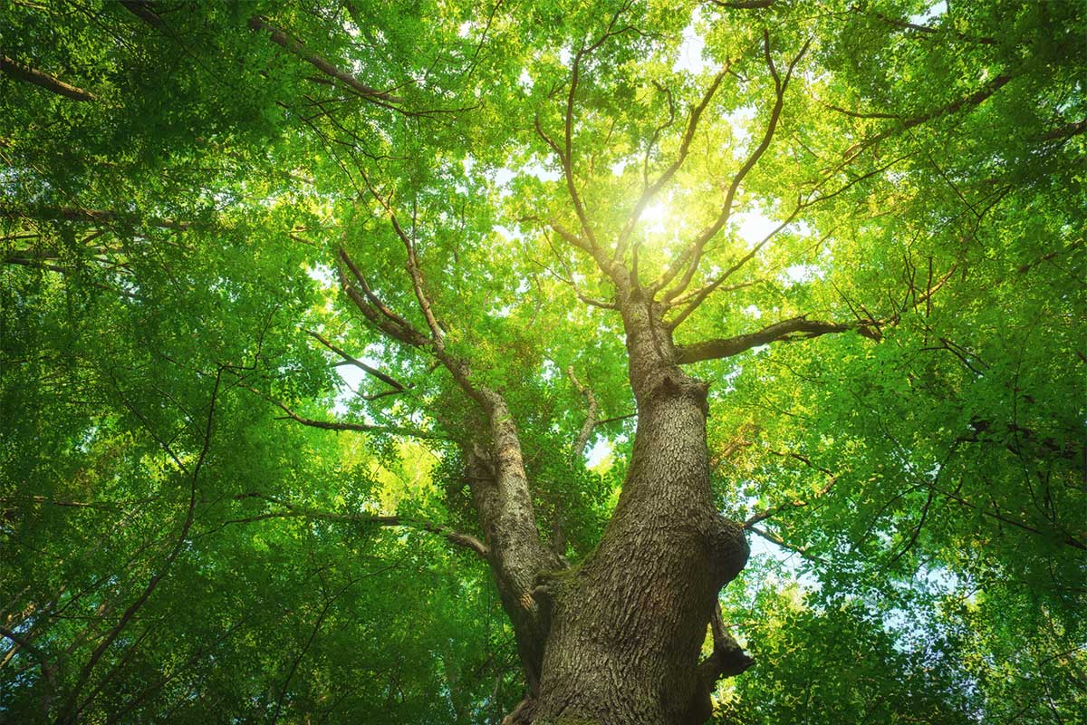 https://www.arborday.org/celebrate/images/figure-featured-event-madison-new-jersey-generic.jpg