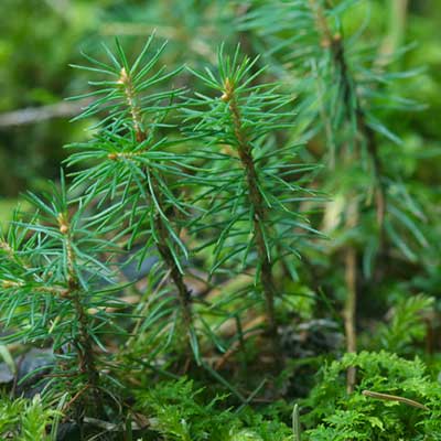 pine tree sapling