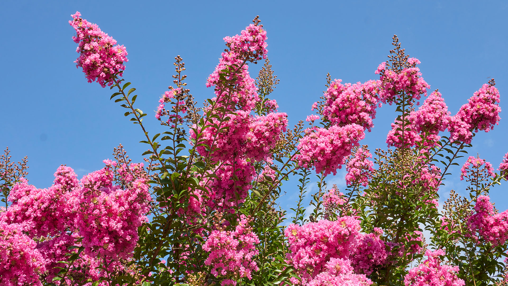 are crape myrtle trees bad for dogs