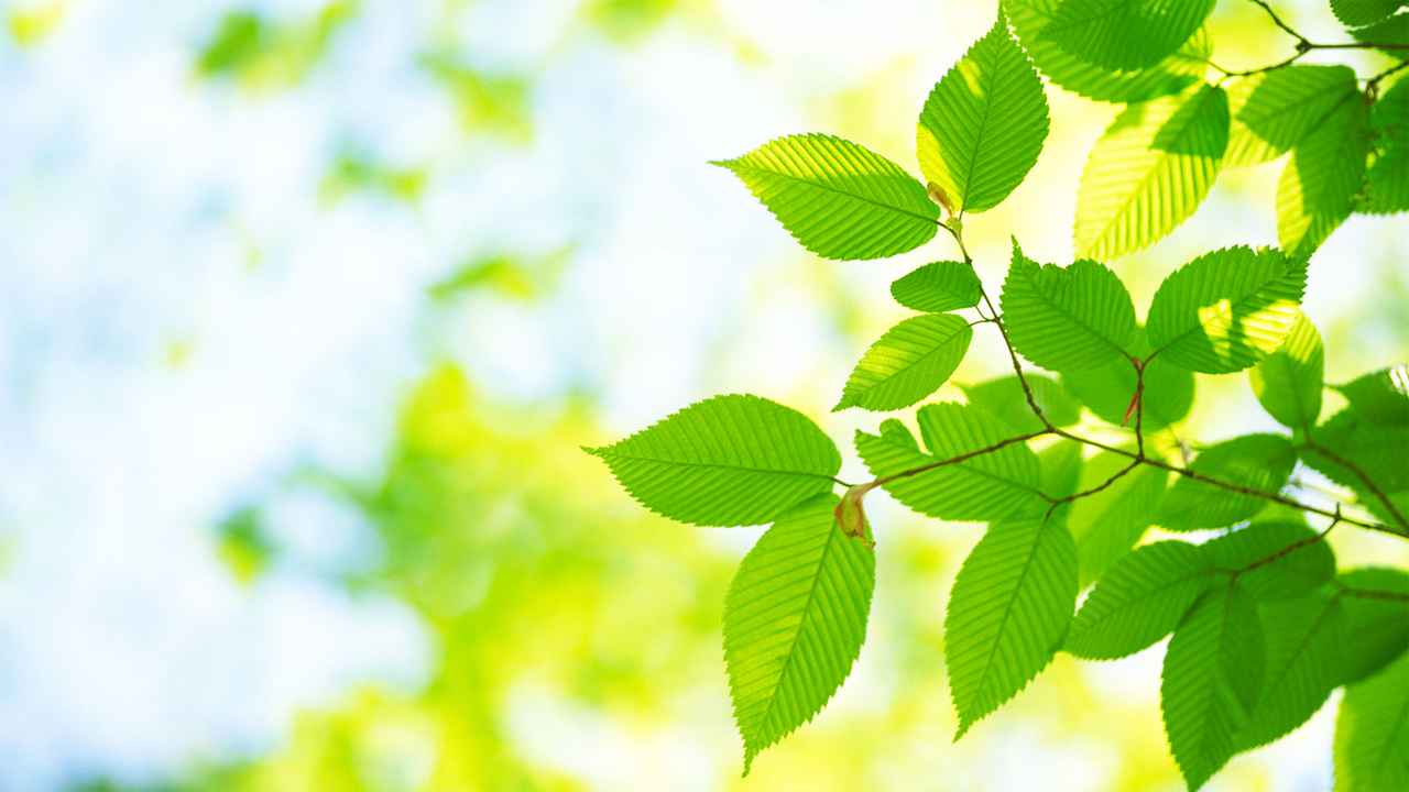 tree-identification-at-arborday