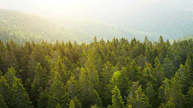 https://www.arborday.org/images/hero/medium/hero-pine-forest-sunrise.jpg