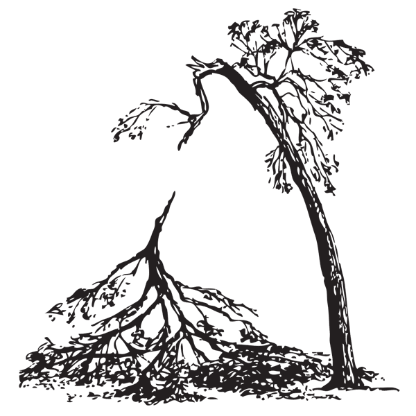 fallen tree branch drawing