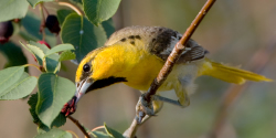 Picture of a Bullock's Oriole