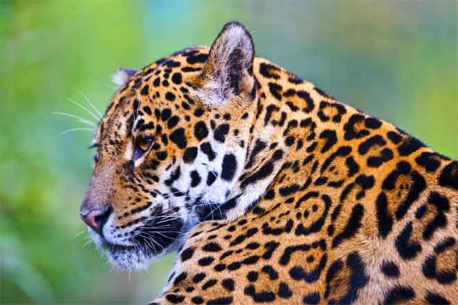 tropical rainforests animals list