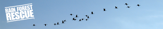 Picture of birds migrating