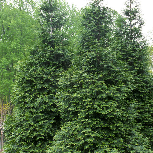 Media Name: 0000224_green-giant-arborvitae_510.jpg