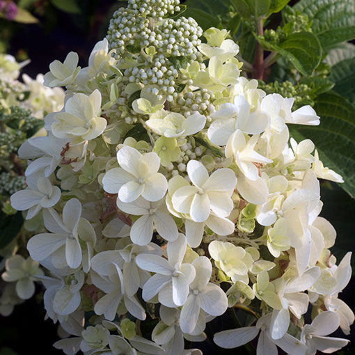 Media Name: 0001944_lavalamp-candelabra-hydrangea_510.jpeg