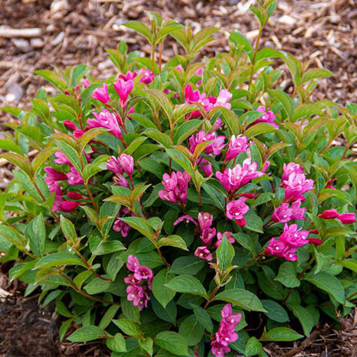 Media Name: 0001957_date-night-strobe-weigela_510.jpeg