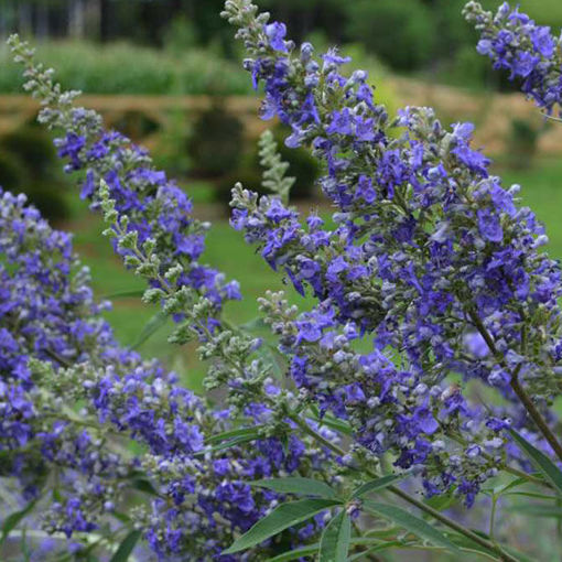 Media Name: 0002204_delta-blues-vitex_510.jpg