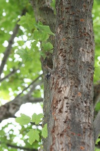 A heavily infested maple tree with many exit holes.