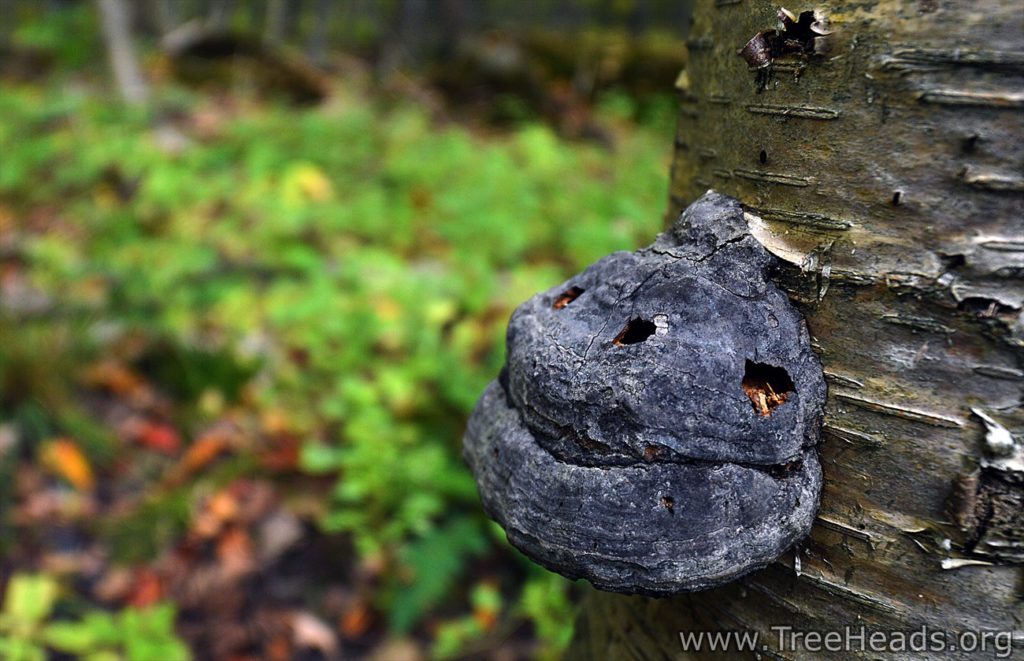 Media Name: 46_Porcupine-Mountain-State-Park-Ontonagon-Michigan-1024x661.jpg