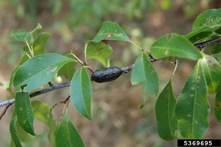 Media Name: 5369695-eastern-tent-caterpillar.jpg