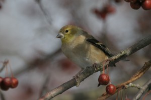 American Goldfinch in crabapple by Jake Dingel