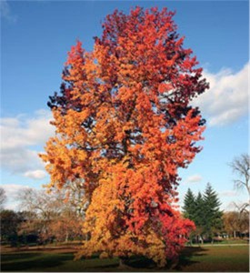 American-Sweetgum_1-928[1]