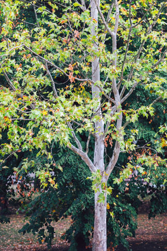 young American sycamore tree