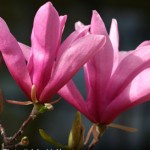 Media Name: Ann-Magnolia-_1-150x150.jpg