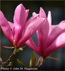 Ann-Magnolia_1-860