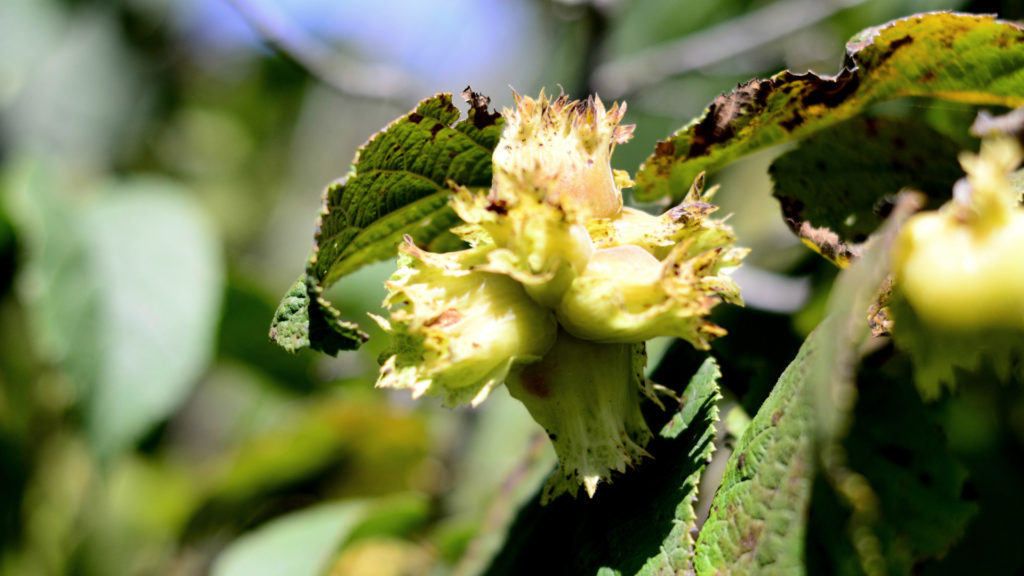 Media Name: Arbor-Day-Farm-Hazelnut-1024x576.jpg