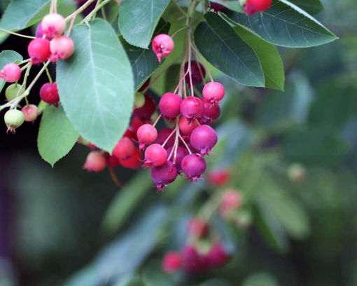 Autumn Brilliance apple serviceberry berries