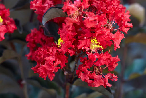 Black Diamond crimson red crapemyrtle