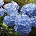 Media Name: Blue-Hydrangea_1-150x150.jpg