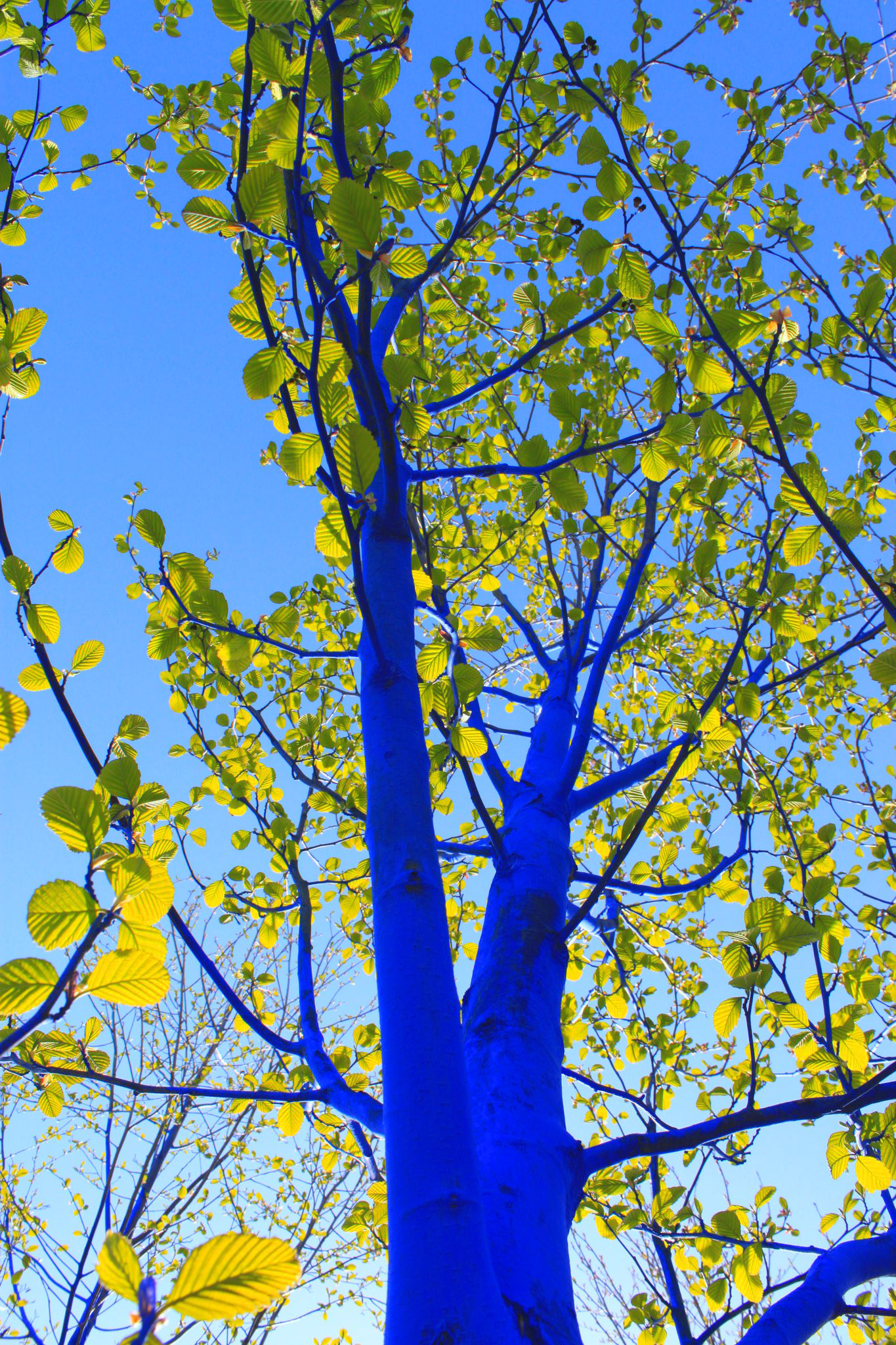 blue-tree-in-leaf_closeup_dimopoulos