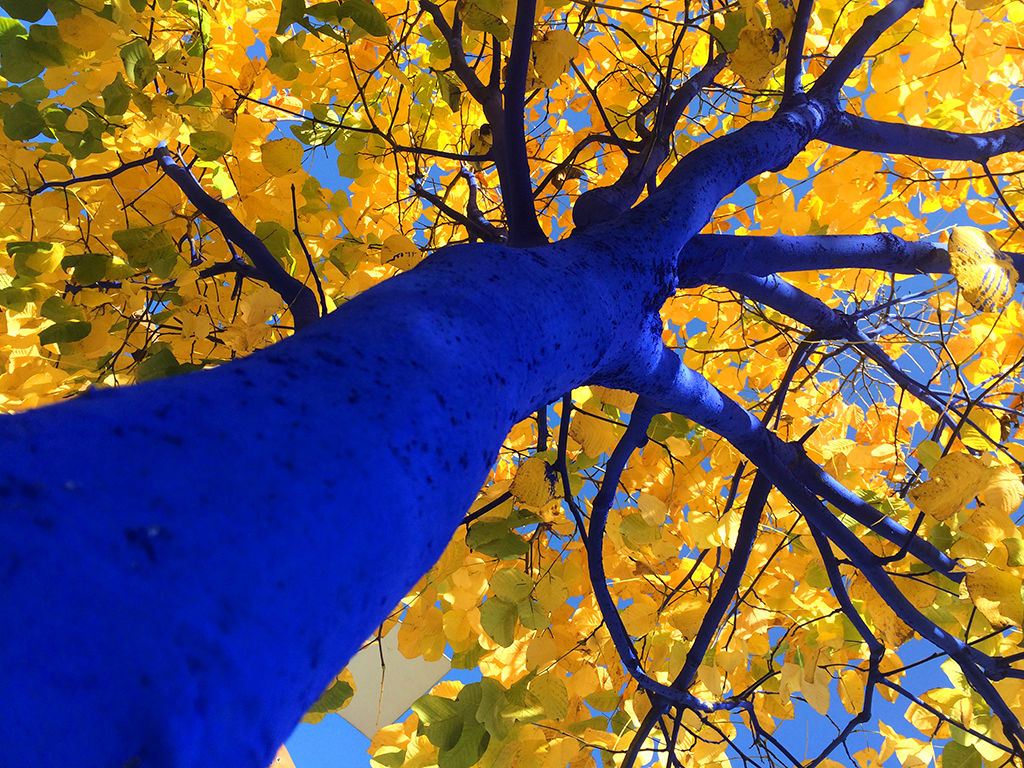 bluetreeyellowleaves_lookingup_vancouver_dimopoulos