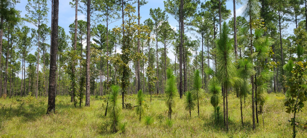 Media Name: Clayton_Georgia_longleaf-pine-1024x461.jpg