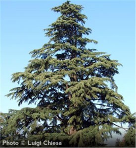 Deodar Cedar