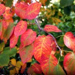 Media Name: Downy-Serviceberry_5-150x150.jpg