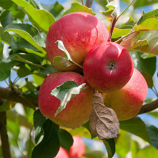 gala apples growing on branch