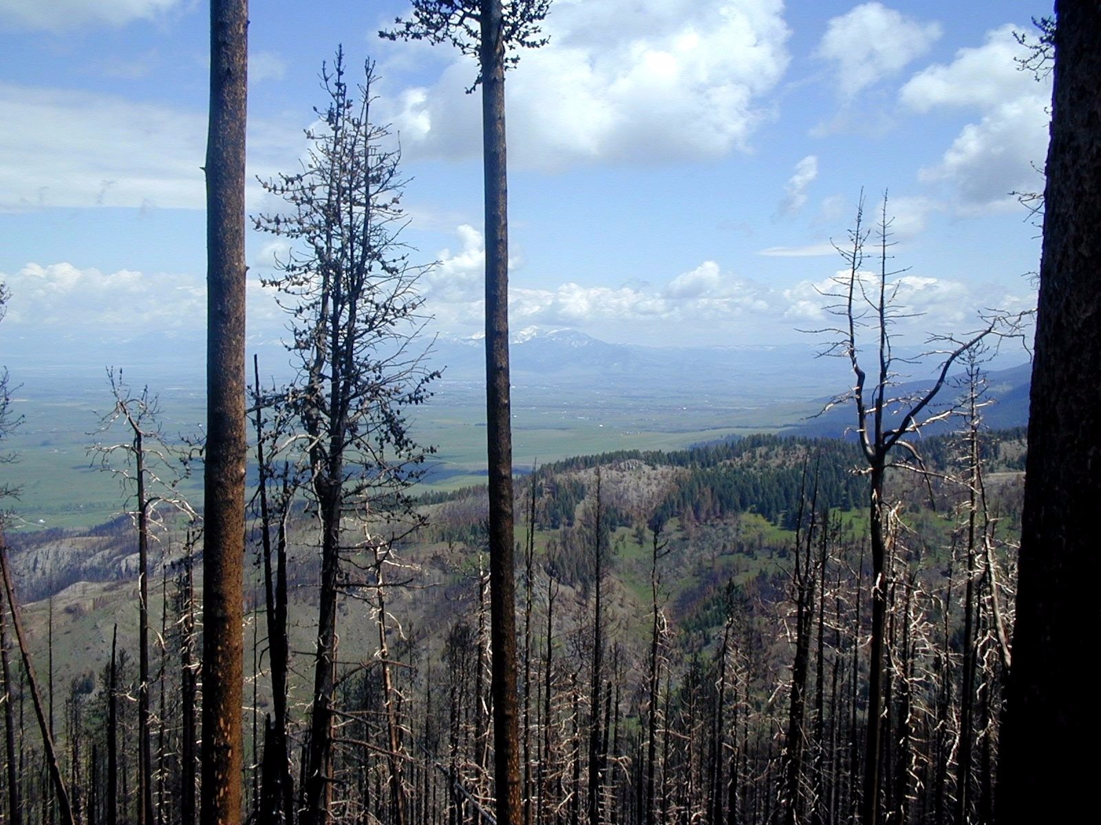 Media Name: Gallatin-Charred-Forest-DSCN0108.jpg