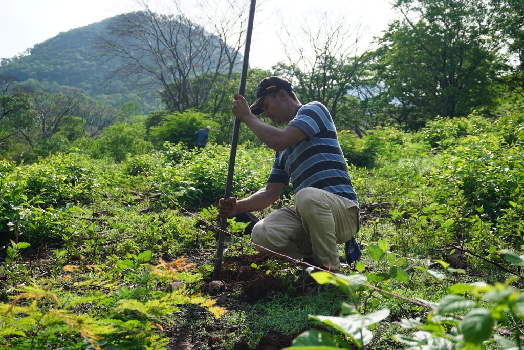 Media Name: Hired-Worker-by-the-farmer-Mario-Calix-Hernandez_Community-Guaylo_Region-San-Juan-de-Limay-1-1024x683.jpg