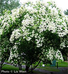 Japanese-Dogwood_1-830