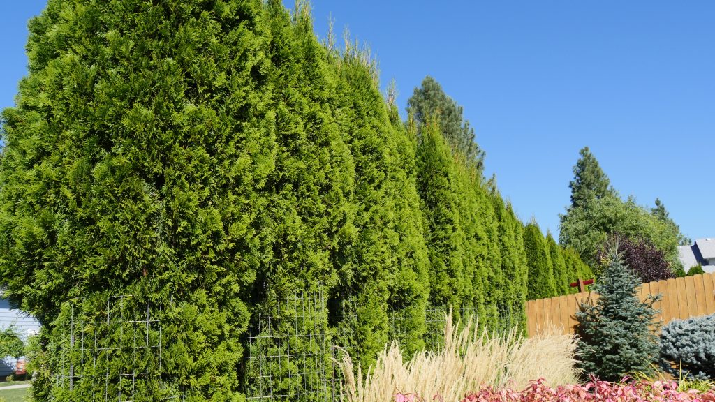 Media Name: KHelm_Arborvitae_Habit_2-1024x576.jpg