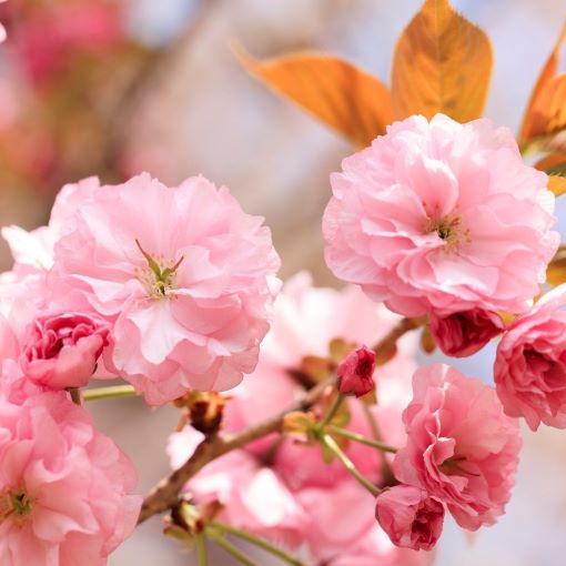 Media Name: Kanzan-Cherry-Bloom_istock.jpg