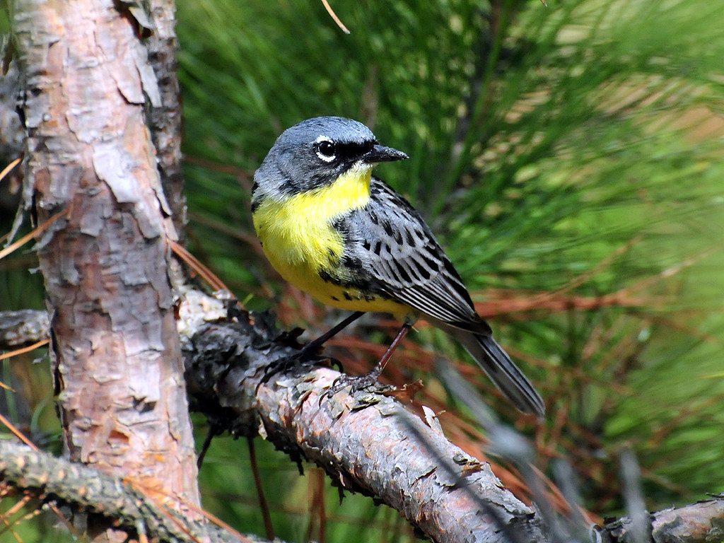 Media Name: Kirtlands-Warbler_Joel-Trick_USFWS-Midwest-Region-1024x768.jpg