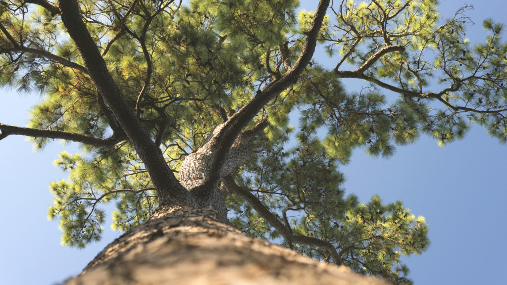 Media Name: Loblolly-pine-1024x576.jpg