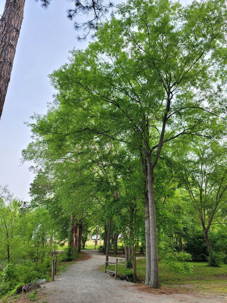 Tanner Medical Center green space