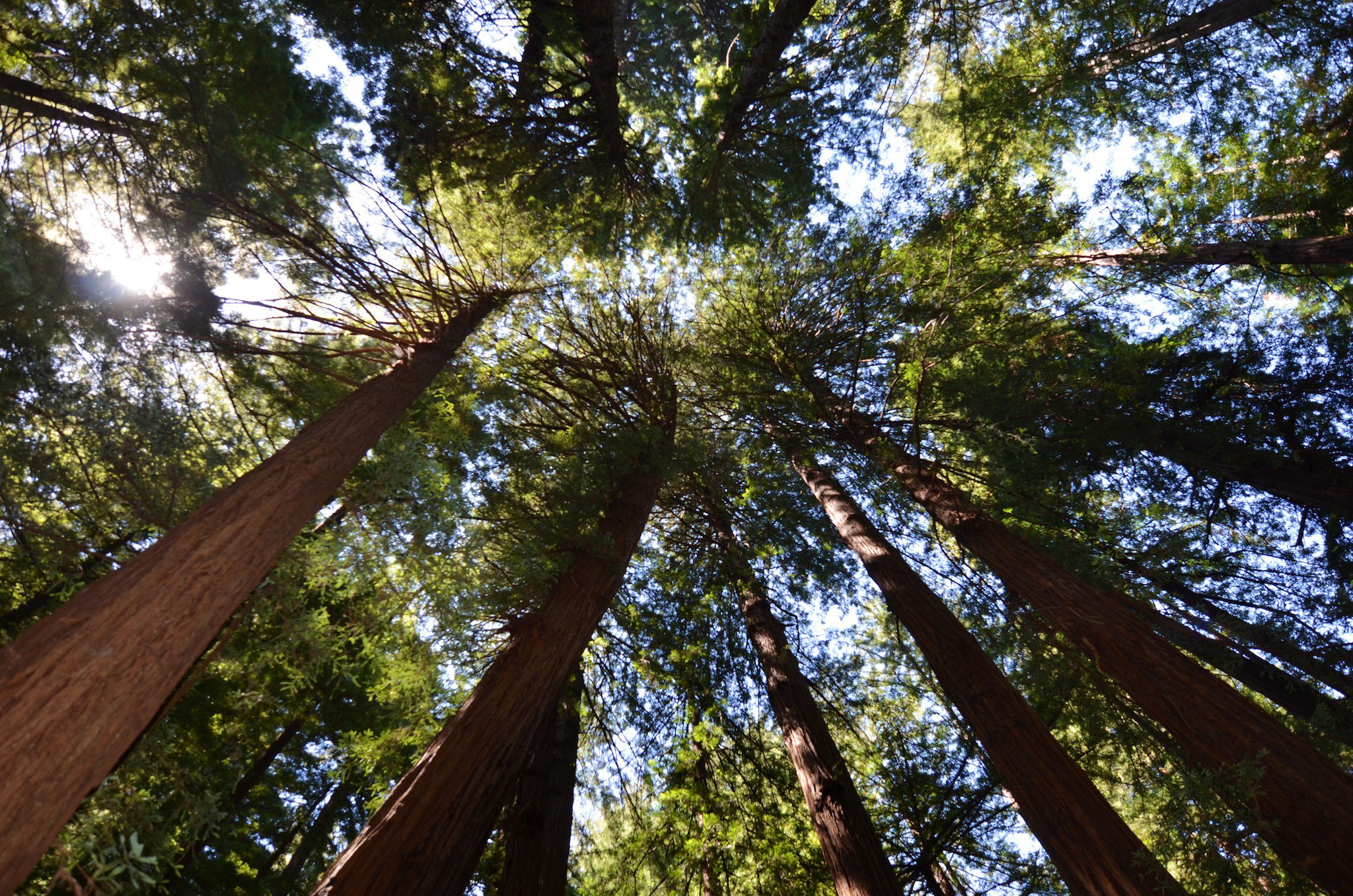 Muir Woods, Mill Valley, CA