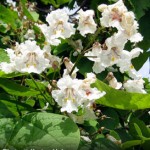 Media Name: Northern-Catalpa_4-150x150.jpg